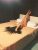 Sayılı Zamanı Doğru Kullanan Escort Bayan İzel - Image 2