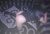 Gümbet Escort Tuğçe Kucak İstiyor - Image 2